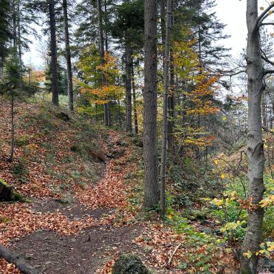 Ljuti Krš - Divčibare - Brvnare Marković