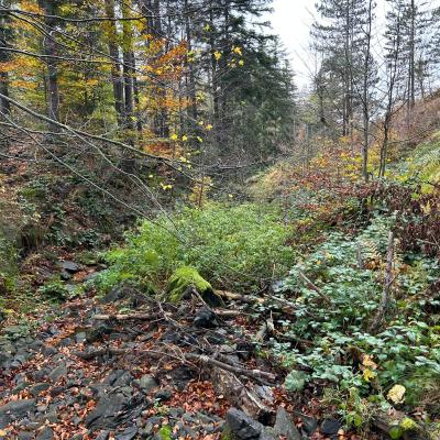 Ljuti Krš - Divčibare - Brvnare Marković