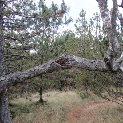 Brvnare Marković - Divčibare - Velika Pleća