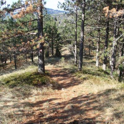 Brvnare Marković - Divčibare - Velika Pleća